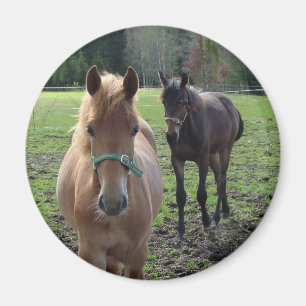Aimant des chevaux