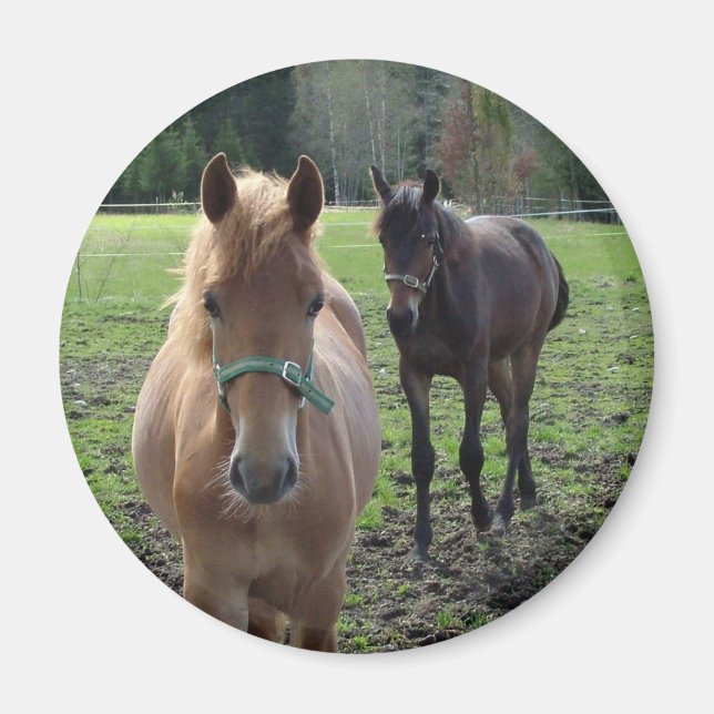 Aimant des chevaux (Devant)