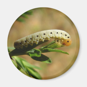 Aimant des larves de Sawfly