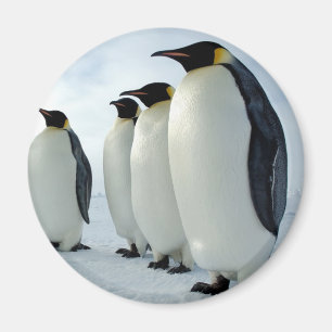 Aimant Des pingouins empereurs alignés