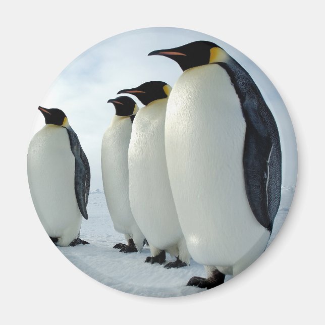 Aimant Des pingouins empereurs alignés (Devant)