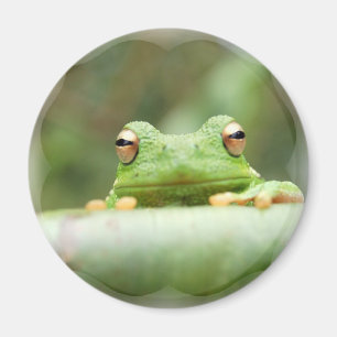 Aimant des yeux de grenouille
