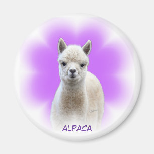 Aimant d'espoir d'alpaga
