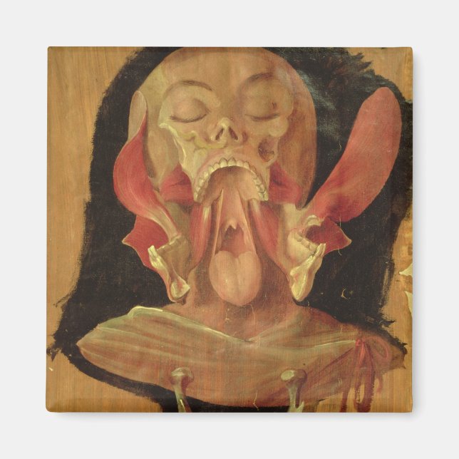 Aimant Dessin anatomique de la tête (Devant)