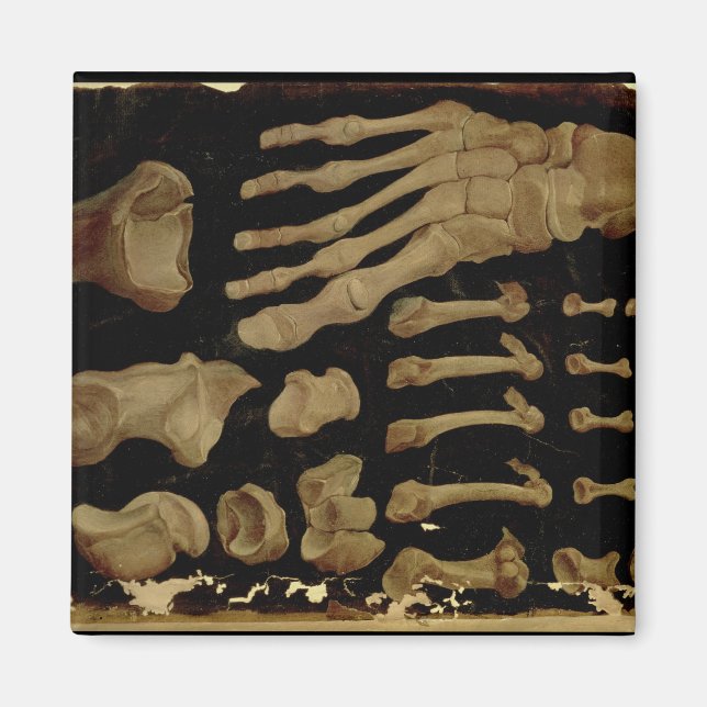 Aimant Dessin anatomique des os du pied (Devant)