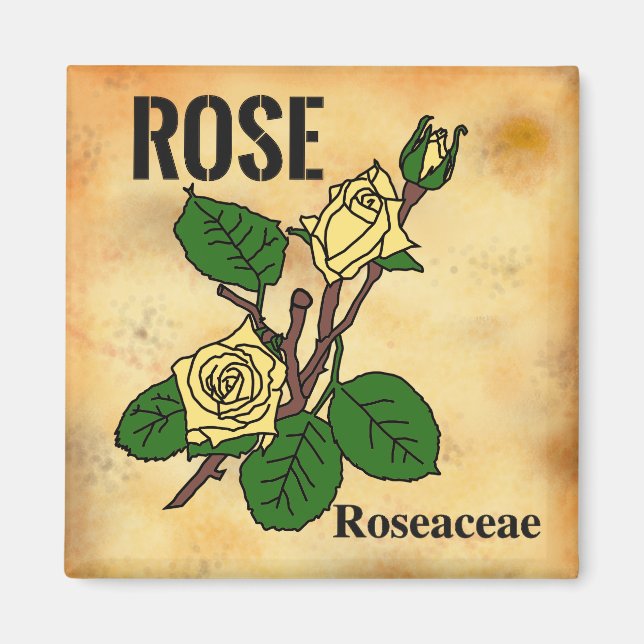 Aimant Dessin au trait de rose jaune sur papier vieilli   (Devant)