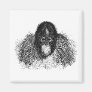 Aimant Dessin de l'orangutan singe Chimp Nature Art Ape