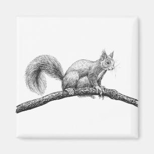 Aimant Dessin d'écureuil