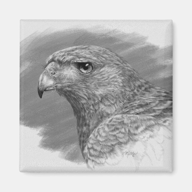 Aimant Dessin Harris Hawk (Devant)