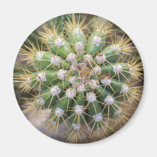 Aimant Dessus de cactus