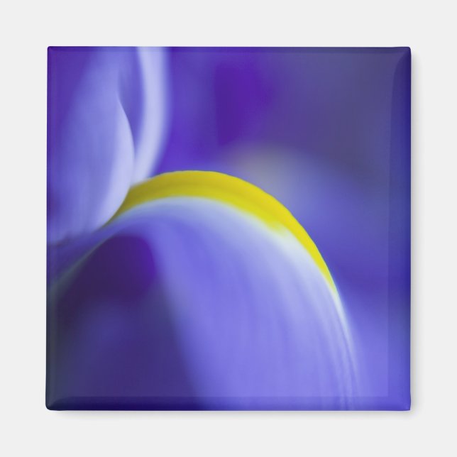 Aimant Détail rapproché d'un iris Blue Flag. (Devant)