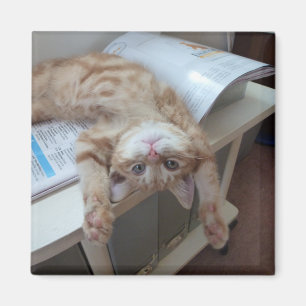 Aimant Détente de Kitty