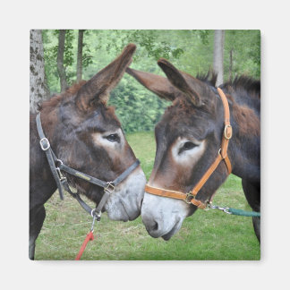Aimant Deux ânes qui disent bonjour