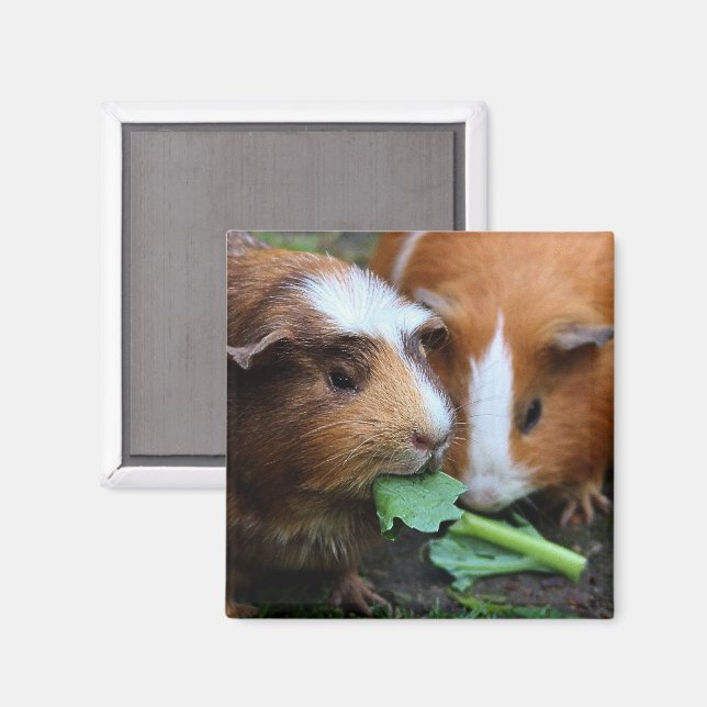 Aimant Deux Beaux Cochons De Guinée Mangent Des Verts (Recto/Verso)