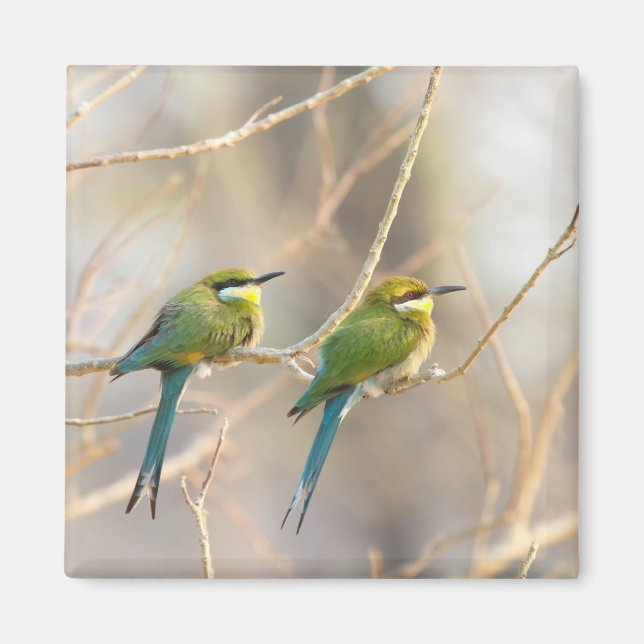 Aimant Deux Bee-eaters (Devant)