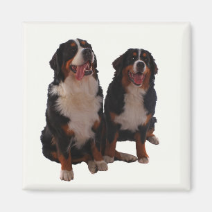 Aimant Deux bernese