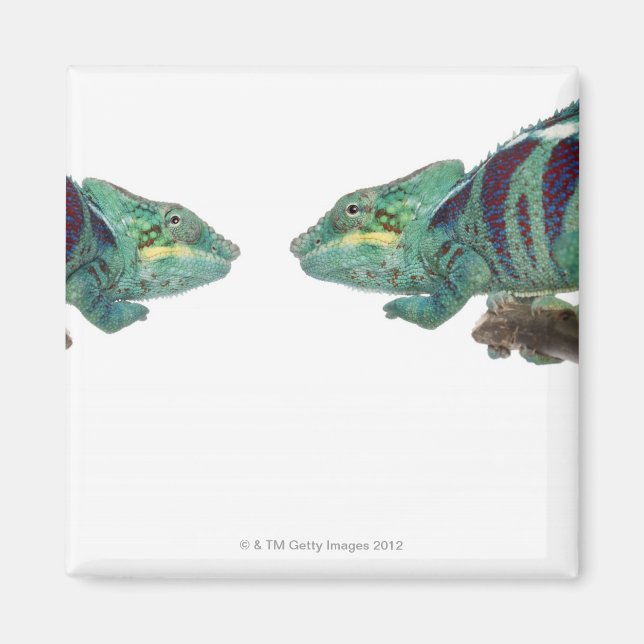 Aimant Deux Chameleons Panther Nosy Be (Furcifer) (Devant)