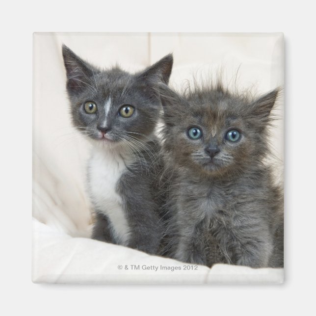 Aimant Deux chatons à table (Devant)