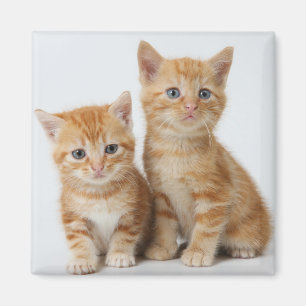 Aimant Deux chatons adorables