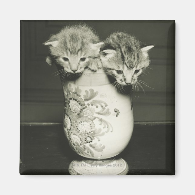 Aimant Deux chatons cachés dans le vase, (B&W) (Devant)