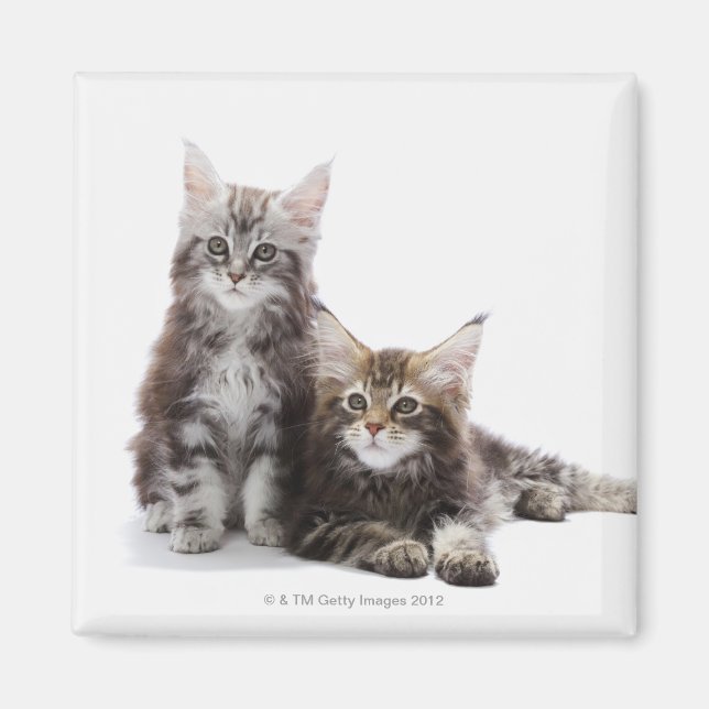 Aimant Deux chatons du chat coon du Maine (Devant)