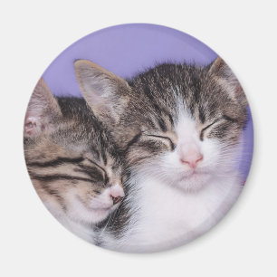 Aimant Deux chatons mignons faisant une sieste