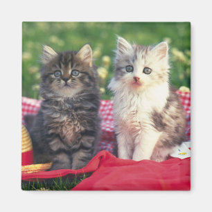 Aimant Deux chatons se reposant sur une couverture