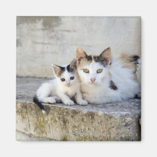 Aimant Deux chats sur les étapes en pierre