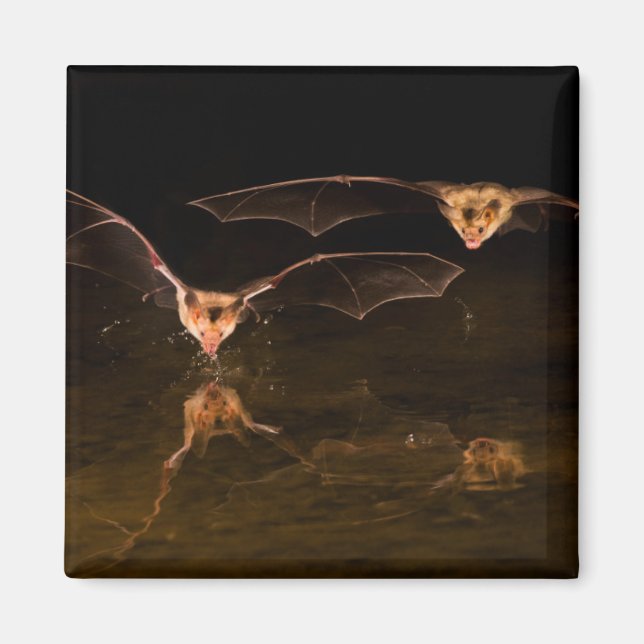 Aimant Deux chauves-souris survolant l'eau, Arizona (Devant)