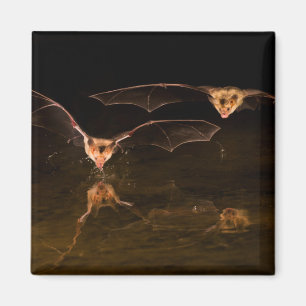 Aimant Deux chauves-souris volant au-dessus de l'eau, Ari