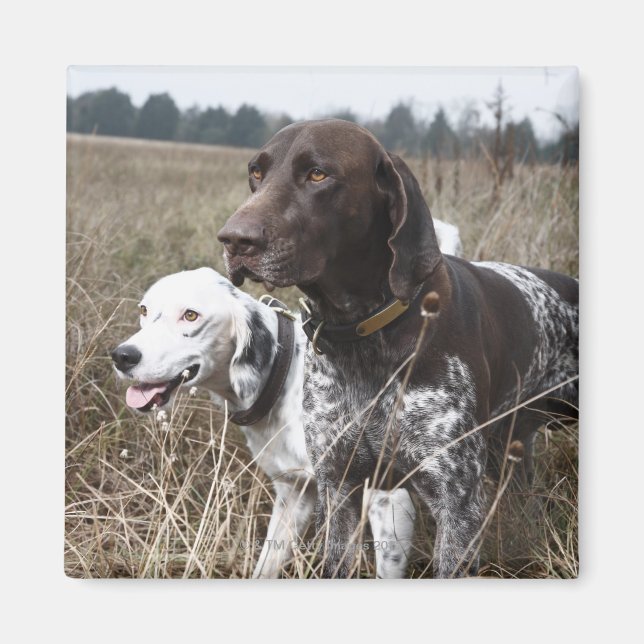 Aimant Deux chiens en Field, Houston, Texas, USA (Devant)
