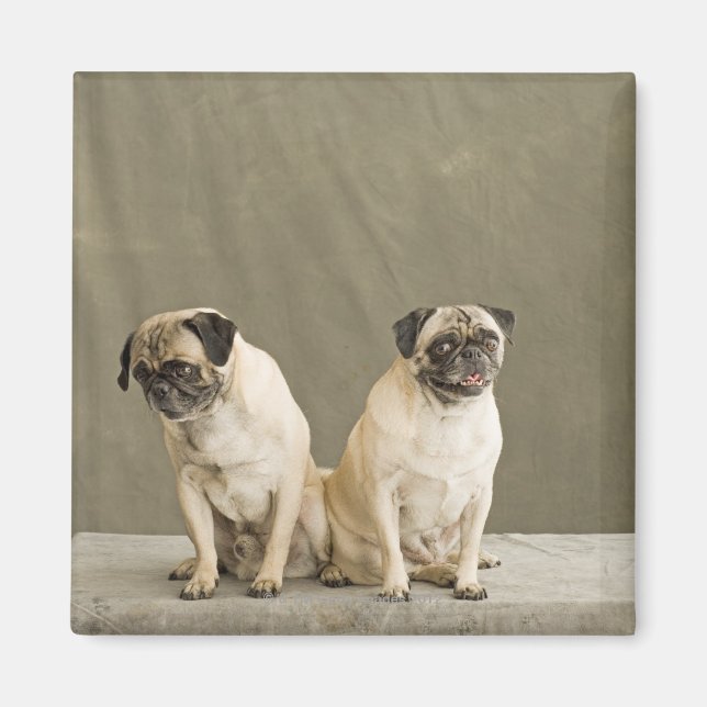 Aimant Deux chiens posant sur une table (Devant)