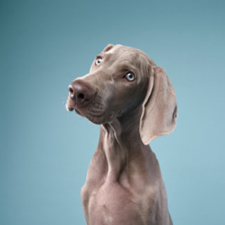 Aimant deux chiens sont assis près du feu dans la forêt.