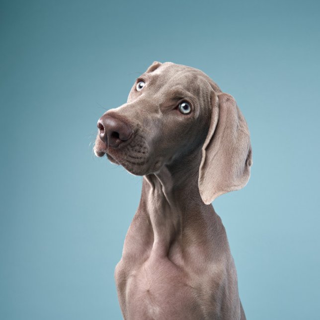Aimant deux chiens sont assis près du feu dans la forêt. (Créateur téléchargé)