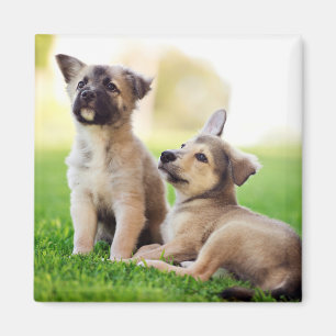 Aimant Deux chiots bergers allemands