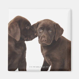 Aimant Deux chiots de labrador retriever de chocolat