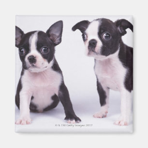 Aimant Deux chiots noirs et blancs
