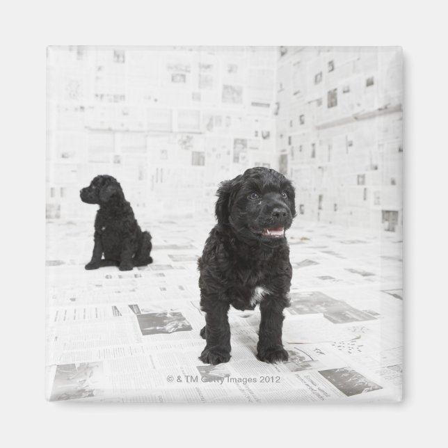 Aimant Deux chiots portugais Water Dog dans une chambre (Devant)