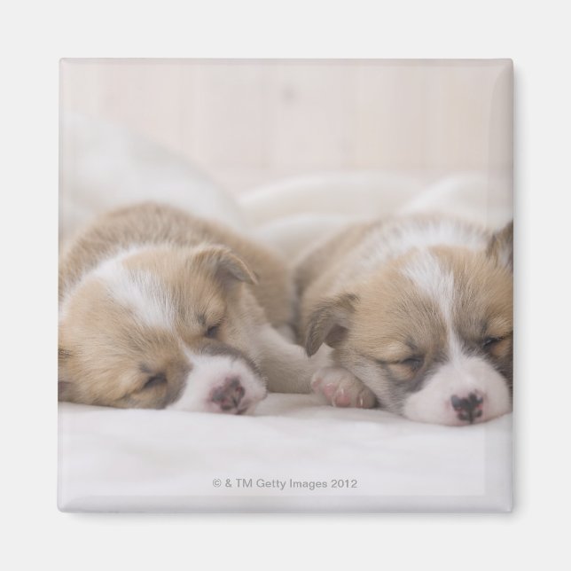 Aimant Deux Corgi gallois dormant (Devant)