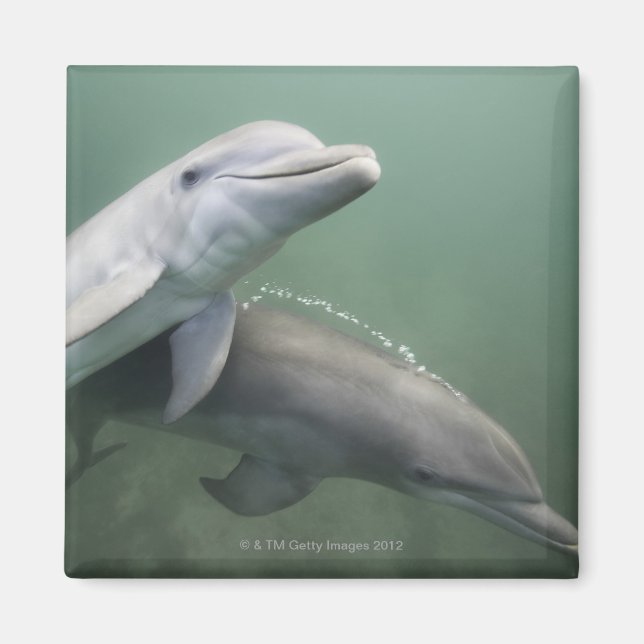Aimant Deux dauphins sous l'eau (Devant)