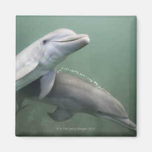 Aimant Deux dauphins sous-marins