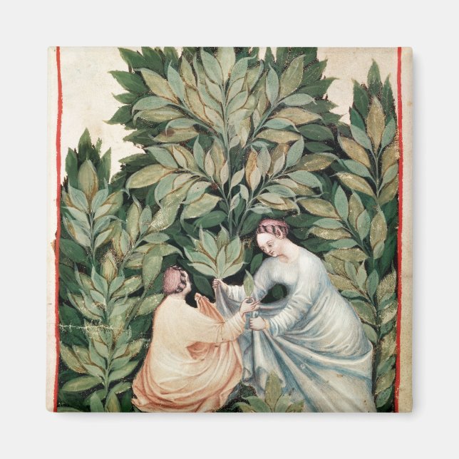 Aimant Deux femmes cueillant de la sauge, de 'Tacuinum (Devant)