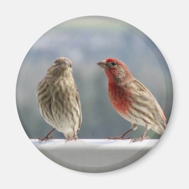 Aimant Deux Finches Flirtent. (Devant)