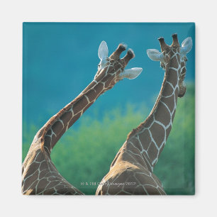 Aimant Deux girafes (camelopardalis de Giraffa)