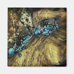 Aimant Deux grenouilles pendent l'aimant