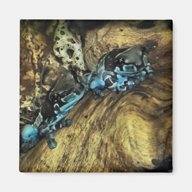 Aimant Deux grenouilles pendent l'aimant (Devant)