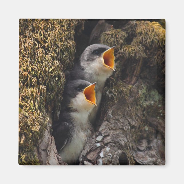 Aimant Deux hirondelles d'arbre à bébé (Devant)