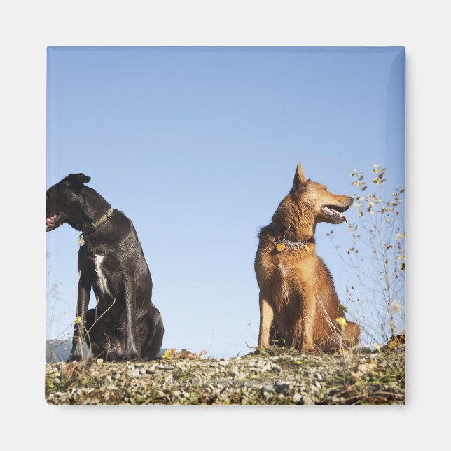 Aimant Deux jeunes chiens qui cherchent dans des directio (Devant)