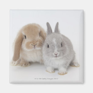 Aimant Deux lapins Netherland Dwarf et Holland Lop