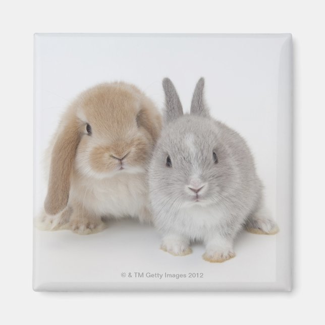Aimant Deux lapins Netherland Dwarf et Holland Lop (Devant)